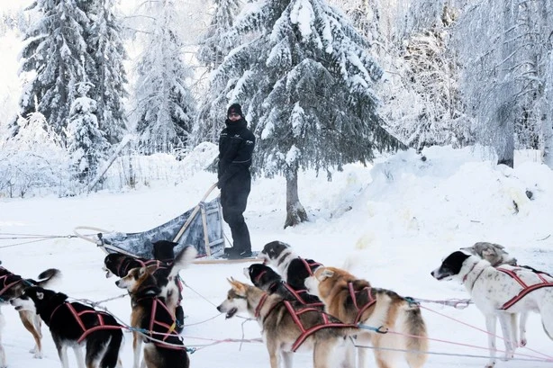 Huskygespann vor verschneiten Bäumen